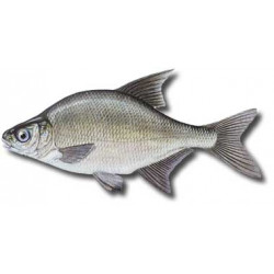 Pleskáč pitvaný 400-600g
