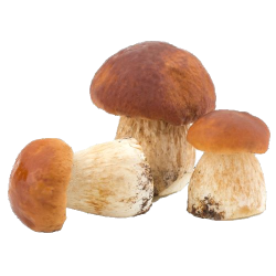 Dubák celý 3-5 cm, mrazený, 1 kg
